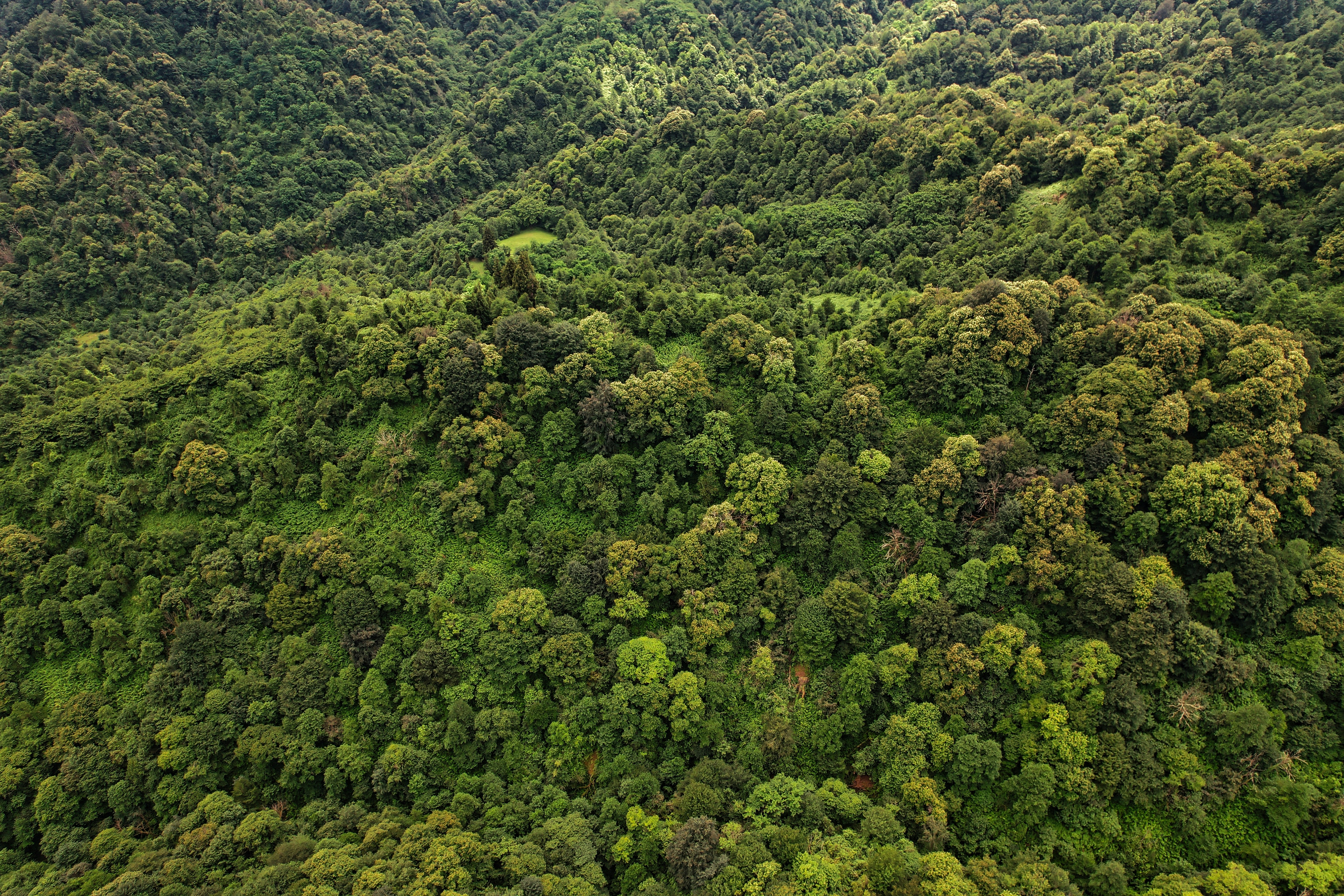 Reforestation Chartreuse